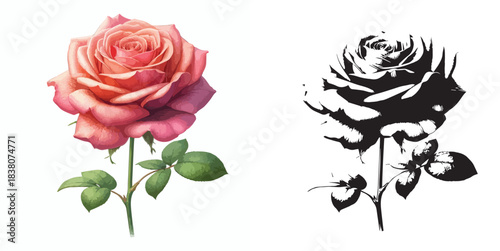 Vector and silhouette set of rose flowers with stems on white background
