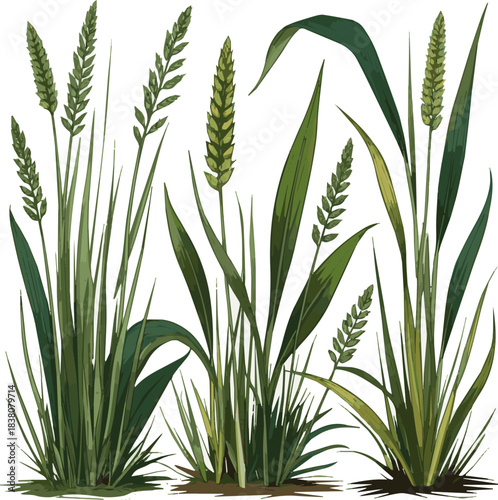 Isolated a kinds of deferent grass vector art with white background.