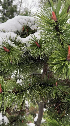 Bright green pine brunches with snow laying on them close up. Cold winter snowy weather, Christmas mood in nature vertical background.