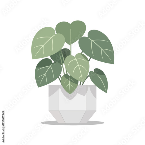 Elegant houseplant depiction featuring heart shaped leaves in a white modern pot design