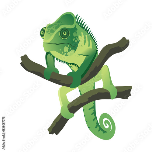 Chameleon lizard. Reptiles with curved tail and camouflage skin, tropical wildlife. Vector exotic animal illustration