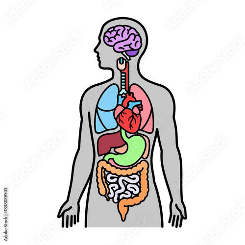 Simplified anatomical illustration: Exploring the human body's internal architecture and organ