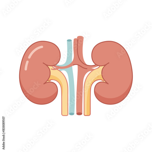 Illustration representing a stylized pair of human kidneys with simplified vascular structures in