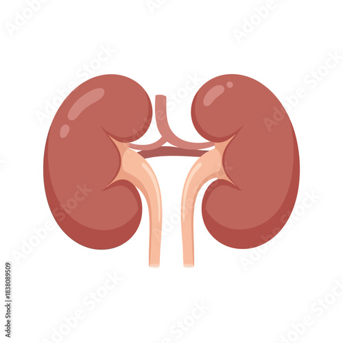 Detailed anatomical illustration showcasing the human kidney structure and functions in medical