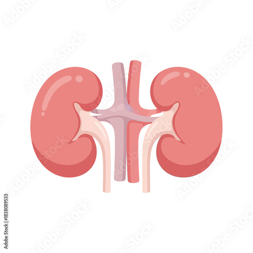 Stylized anatomical illustration showcasing human kidneys on a bright background