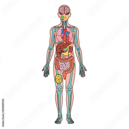 Detailed anatomical illustration displaying the human body's internal organs for medical