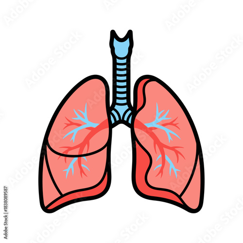 Human Lung Illustration: Anatomical Diagram of Respiratory System for Educational Purposes