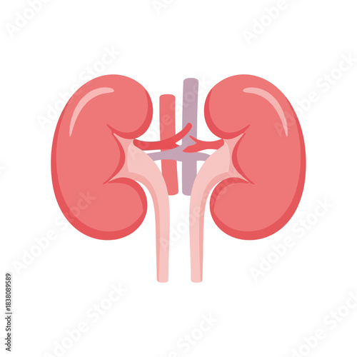 Simplified illustration of human kidneys: a vibrant anatomical representation focusing on renal