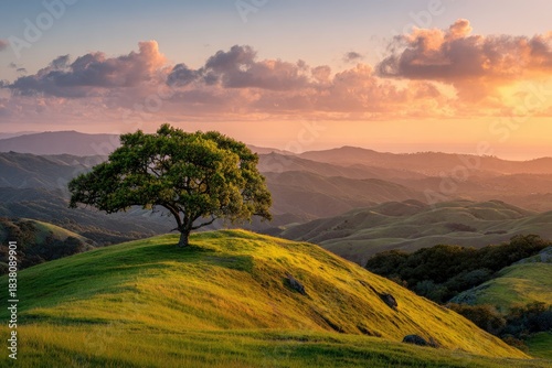 A lone oak tree crowns a verdant hill, bathed in the golden light of a sunset over rolling hills