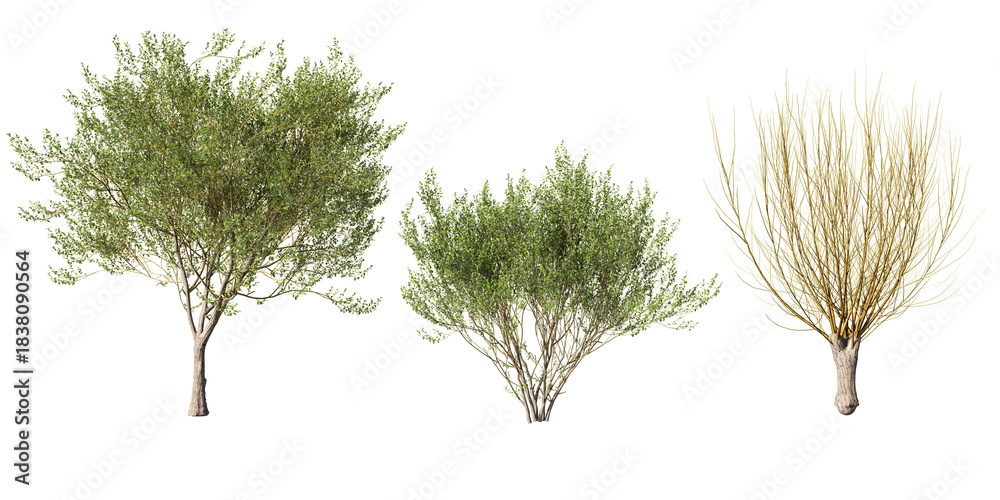Fototapeta premium Salix caprea goat willow tree, shrub and pollarded form with spring green foliage and bare yellow twigs, isolated on light green background