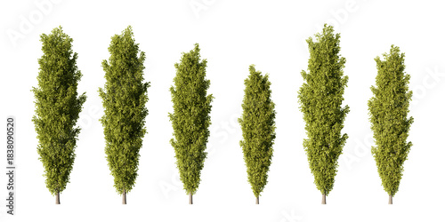 Photos Row of tall columnar poplar trees in lush green summer foliage, six Lombardy pop