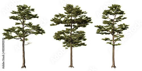 Bilde på lerret Scots pine evergreen trees with irregular open crowns at different shapes, isola