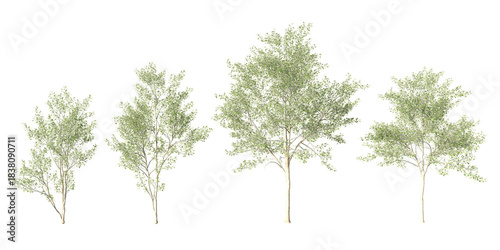 Tableau sur toile Set of four deciduous poplar trees at different growth stages, isolated on light