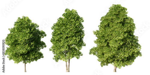 Cuadro en lienzo Set of red alder deciduous trees with dense green summer foliage at different si