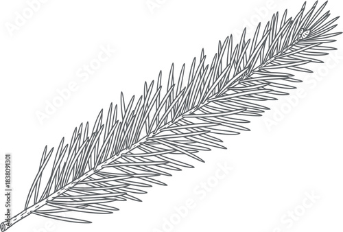 Detailed black and white sketch of a pine tree branch