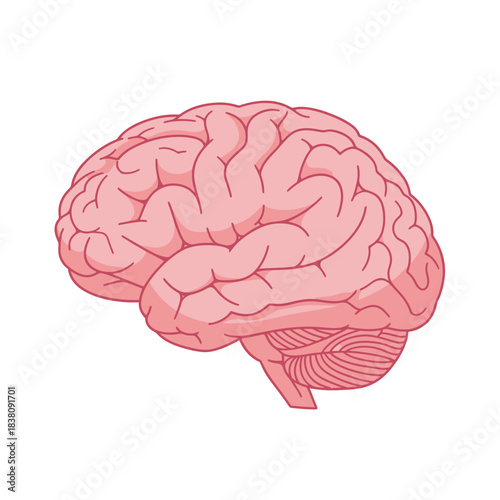 Stylized anatomical illustration of the human brain showcasing cerebral structure and function