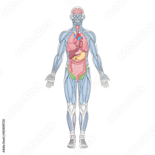 Detailed anatomical illustration showing internal organs and muscle structure in a human body
