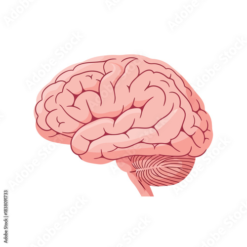 Anatomical depiction of human brain structures and intellectual capacity development