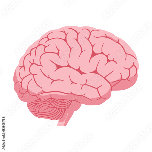 A clean illustration depicting a stylized human brain anatomy on white background