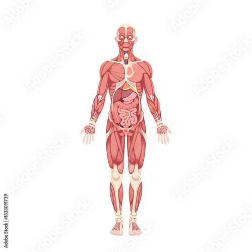 Detailed anatomical illustration showcasing human musculature and internal organs  for medical