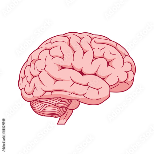 Simplified anatomical illustration of the human brain for educational materials design