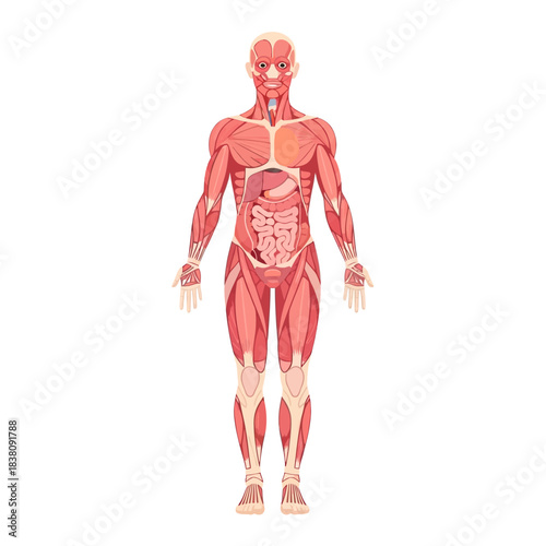 Detailed anatomical illustration showcasing the human muscular and internal organ system