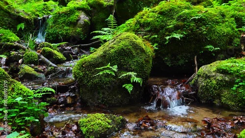 small stream flows over stones covered with moss and growing fern in forest. natural sound