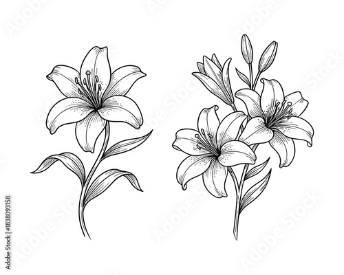 Beautiful lily flowers engrave  vector illustration set with two different compositions