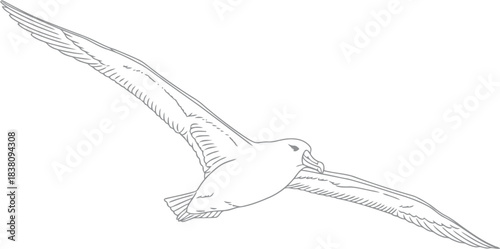Detailed line drawing of a seagull in flight against white