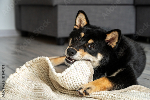 A cute black Shiba Inu puppy chews on a rolled-up rug in a naturally light at home.