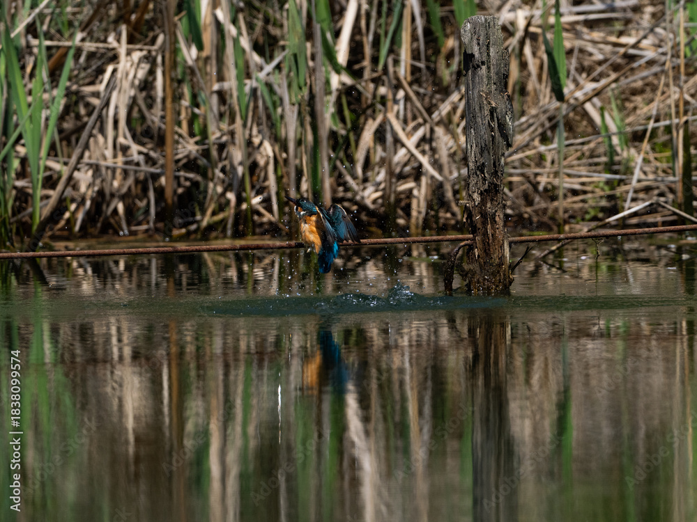 Fototapeta premium 狩りをするカワセミ