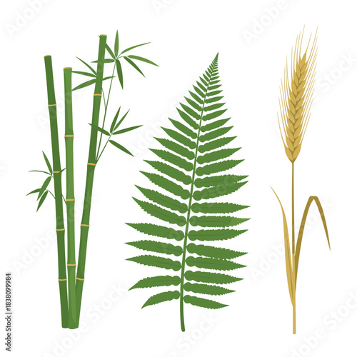 A botanical collection of three realistic plants including green bamboo stalks a lush fern leaf and a golden wheat stalk.