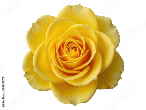 Obraz na płótnie Isolated gorgeous vibrant Yellow Rose blooming showing elegant swirl of petals i