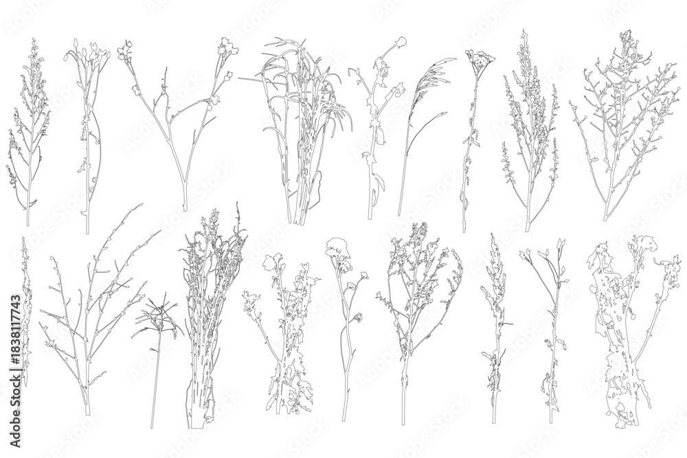 Fototapeta premium Set of contours different plants and weeds. Vector illustration.