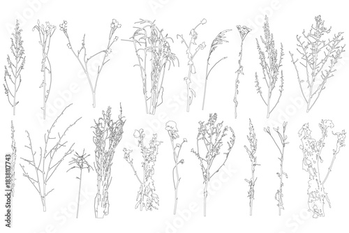 Set of contours different plants and weeds. Vector illustration.
