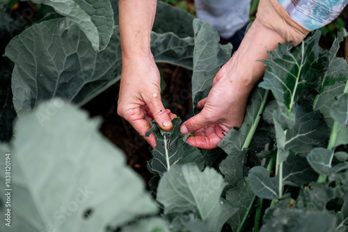 Hands examining organic plant leaves, removing a caterpillar worm pest to protect the healthy growing garden vegetables