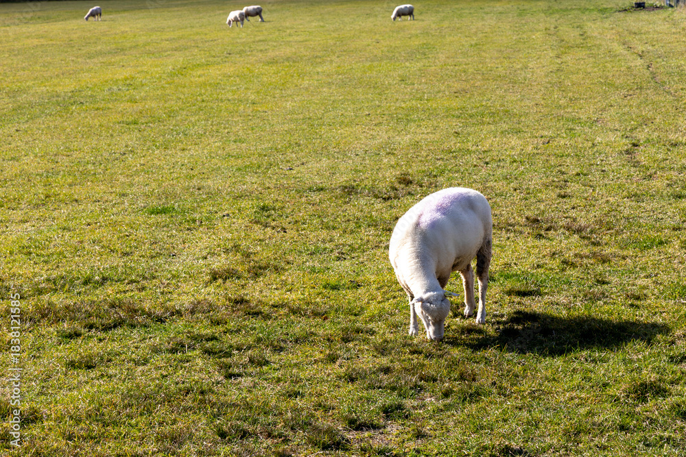 Obraz premium 動物素材 ひつじ