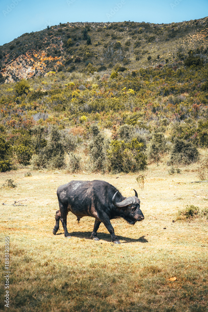 Obraz premium buffalo