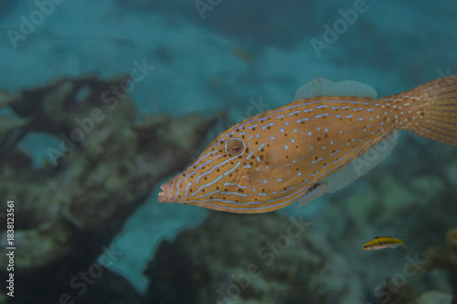 Scrawled Filefish Juvenile Phase Aluterus Scriptus with Cleaner Fish Copy-Space