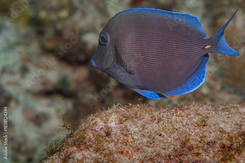 Blue Tang Adult Phase Acanthurus Coeruleus Swimming Over Coral with Copy-Space