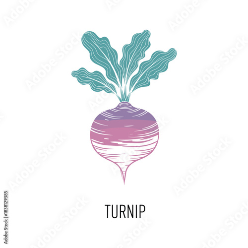 Vibrant illustration of a turnip root vegetable