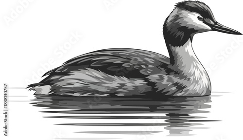 monochrome mariner elegant waterfowl glides with reflective grace, isolated on transparent background