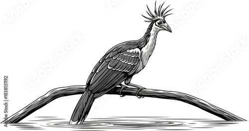 swamp monarch the hoatzins regal presence in a watery, untamed world, isolated on transparent background