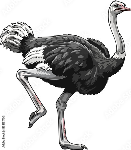 desert dynamos graceful stride iconic ostrich illustration embodies untamed power and elegance, isolated on transparent background