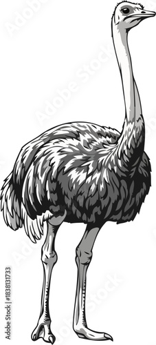 desert sentinel a striking monochrome illustration of natures flightless giant, isolated on transparent background
