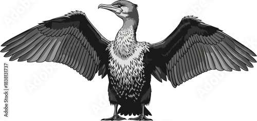 elemental grandeur cormorants wings unfurled, a primal pause in the wilds rhythm, isolated on transparent background