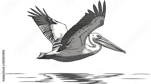 liquid sky dance avian grace captured in dynamic monochrome flight, isolated on transparent background