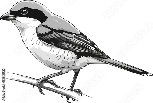 monochromatic vigilance an illustrated shrikes silent presence on a branch, isolated on transparent background