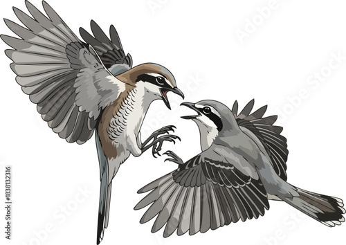 verve avian showdown capturing natures unyielding territorial spirit, isolated on transparent background