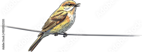 wire walkers ballad a feathered voice in the modern landscape, isolated on transparent background